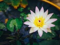 Nymphaea lotus, the white Egyptian lotus Royalty Free Stock Photo