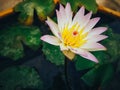 Nymphaea lotus, the white Egyptian lotus, tiger lotus, white lotus or Egyptian white water-lily, is a flowering plant. Royalty Free Stock Photo