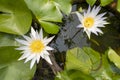 Nymphaea lotus, the white Egyptian lotus, tiger lotus, white lotus Royalty Free Stock Photo