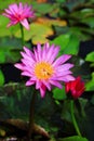 Nymphaea Marliacea Rosea Royalty Free Stock Photo