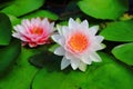 Nymphaea Masaniello Royalty Free Stock Photo