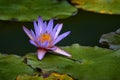 Nymphaea nouchali, blue lotus, pink blue violet flower water bloom in the. Flower from the forest, Andasibe Mantadia NP in