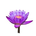 Nymphaea nouchali, Burm. f., purple, yellow flowers, die cut, white background, isolated Royalty Free Stock Photo