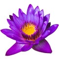 Nymphaea nouchali, Burm. f., purple, yellow flowers, die cut white background, isolated Royalty Free Stock Photo