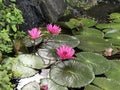 Nymphaea nouchali or Nyuphaea stellata or Star lotus or Star Water lily. Royalty Free Stock Photo