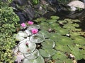 Nymphaea nouchali or Nyuphaea stellata or Star lotus or Star Water lily. Royalty Free Stock Photo