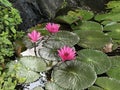 Nymphaea nouchali or Nyuphaea stellata or Star lotus or Star Water lily. Royalty Free Stock Photo