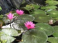 Nymphaea nouchali or Nyuphaea stellata or Star lotus or Star Water lily. Royalty Free Stock Photo
