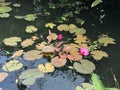 Nymphaea nouchali or Nyuphaea stellata or Star lotus or Star Water lily. Royalty Free Stock Photo