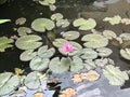 Nymphaea nouchali or Nyuphaea stellata or Star lotus or Star Water lily. Royalty Free Stock Photo