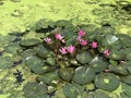 Nymphaea nouchali or Nyuphaea stellata or Star lotus or Star Water lily. Royalty Free Stock Photo