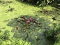 Nymphaea nouchali or Nyuphaea stellata or Star lotus or Star Water lily. Royalty Free Stock Photo