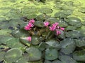 Nymphaea nouchali or Nyuphaea stellata or Star lotus or Star Water lily. Royalty Free Stock Photo