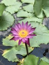 Nymphaea nouchali or Star lotus or Star Water lily. Royalty Free Stock Photo