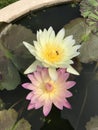 Nymphaea nouchali or Star Water lily. Royalty Free Stock Photo