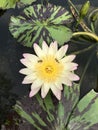 Nymphaea nouchali or Star Water lily. Royalty Free Stock Photo