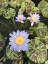 Nymphaea nouchali or Star Water lily. Royalty Free Stock Photo