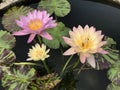 Nymphaea nouchali or Star Water lily. Royalty Free Stock Photo