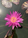 Nymphaea nouchali or Star Water lily. Royalty Free Stock Photo