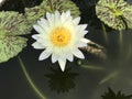 Nymphaea nouchali or Star Water lily. Royalty Free Stock Photo