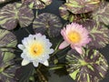 Nymphaea nouchali or Star Water lily. Royalty Free Stock Photo