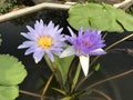 Nymphaea nouchali or Star Water lily. Royalty Free Stock Photo