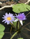 Nymphaea nouchali or Star Water lily. Royalty Free Stock Photo