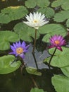 Nymphaea nouchali or Star Water lily. Royalty Free Stock Photo