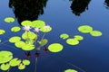 Nymphaea Flavovirens also known as Pink Star and lilypads