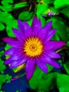 Nymphaea nouchali var. caerulea, is a water lily in the genus Nymphaea, a botanical variety of Nymphaea nouchal
