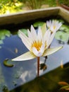 Nymphaea nouchali white lotus White flower Original white lotus Royalty Free Stock Photo