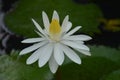 Nymphaea nouchali -white - water lily- Manel flowers Royalty Free Stock Photo