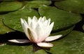 An American White Water Lily blossom. Royalty Free Stock Photo