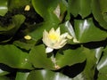 Nymphaea `Paul Harriot` Royalty Free Stock Photo