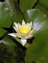 Nymphaea `Paul Harriot` Royalty Free Stock Photo