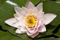 Nymphaea, pink nymphea in the pond Royalty Free Stock Photo