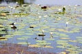 Nymphaea in a pond Sri Lanka Royalty Free Stock Photo