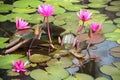 Nymphaea in a pond Sri Lanka Royalty Free Stock Photo