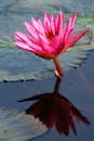 Nymphaea pubescens Willclenow. No.1 Royalty Free Stock Photo