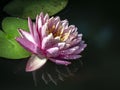 The nymphaea reflected in a pond on a black background. Covered with water drops Royalty Free Stock Photo