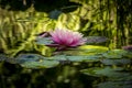 The nymphaea reflected in a pond. Covered with water drops.Place for your text. Royalty Free Stock Photo