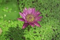 Nymphaea stellata or water lily with pink fins and yellow pollen Is a water plant with an underground stem in the head. Lotus flow