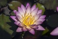 Nymphaea tropic sunset light flowering pond plant, beautiful bright light pink yellow water lily in bloom, yellow center Royalty Free Stock Photo