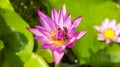 Nymphaea in Viet Nam, Asia Plantae, Nymphaea pink Royalty Free Stock Photo