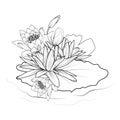 Nymphaea water lily bouquet drawings, outline water lily drawing, outline water lily flower drawing Royalty Free Stock Photo