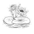 Nymphaea water lily drawings, outline water lily drawing, outline water lily flower drawing black and white water lily Royalty Free Stock Photo
