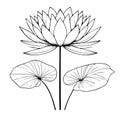 Black and white water lily drawing, sketch water lily drawing, hand drawn sketch water lily drawing Royalty Free Stock Photo