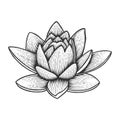 Nymphaea water lily flower sketch engraving vector Royalty Free Stock Photo