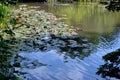 Nymphaea water lily pond soft ripple water reflections footer text area horizontal