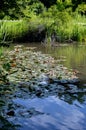 Nymphaea water lily pond soft ripple water reflections masthead footer text area vertical Royalty Free Stock Photo